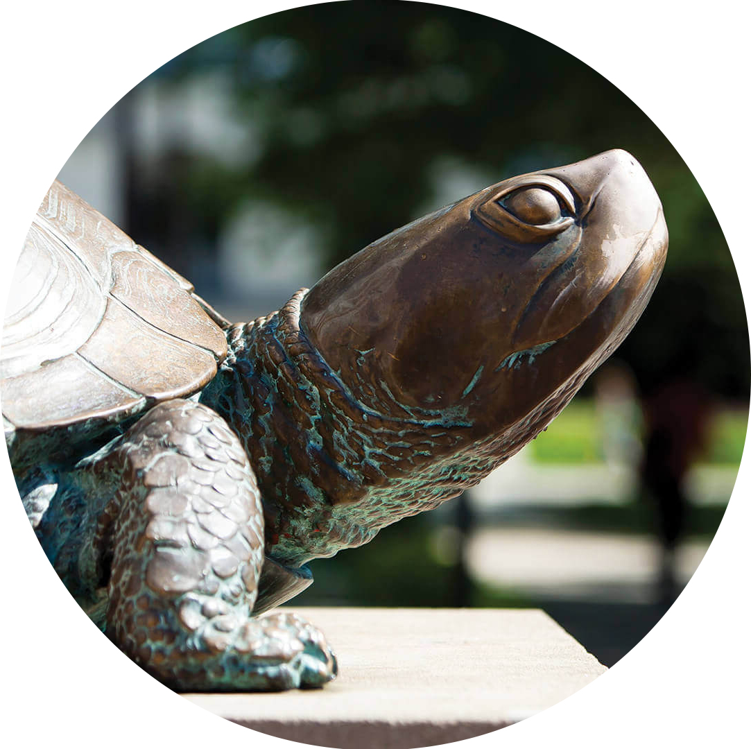 Picture of a Testudo statue. 